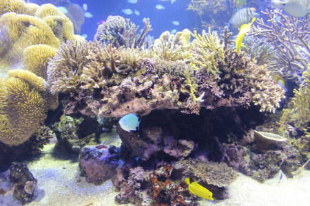 TOBA AQUARIUM Japanのeditorial素材