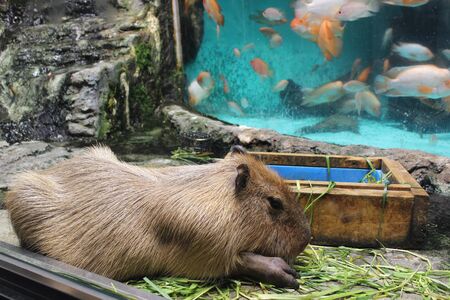 TOBA AQUARIUM Japanのeditorial素材