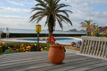 potted plant on tableのeditorial素材