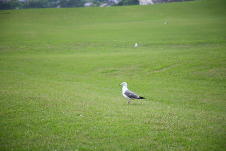 Farmers Live Show Tono native village Japanの写真素材