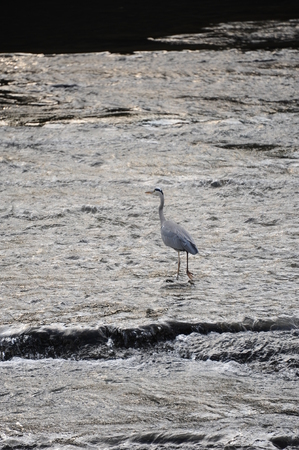 Roar of Falls Park Spot Japanの写真素材