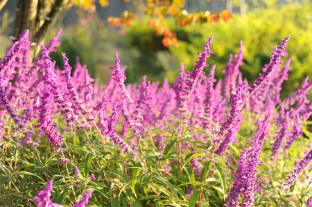 Closeup of lavender in the fieldの写真素材
