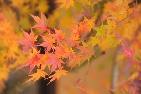 Haruna Shrine Japanの素材 [FY31069058926]