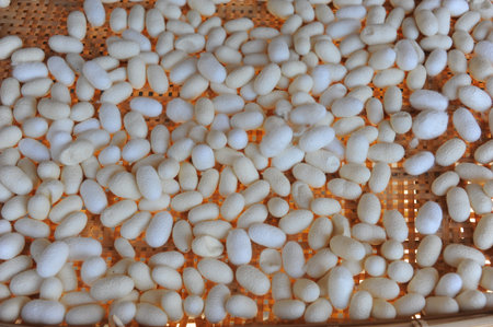 West Lake Satone Field of Healing Japanの写真素材