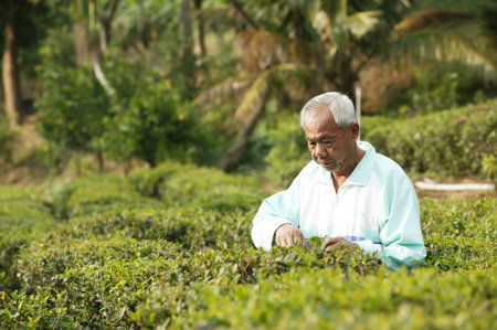 Pingtung;Taiwan;Chinaのeditorial素材