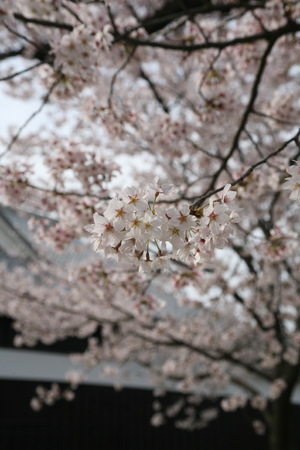 Sakurahana,Kumamoto Castle,Japanのeditorial素材