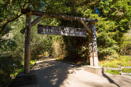 USA, Redwood Forestのeditorial素材