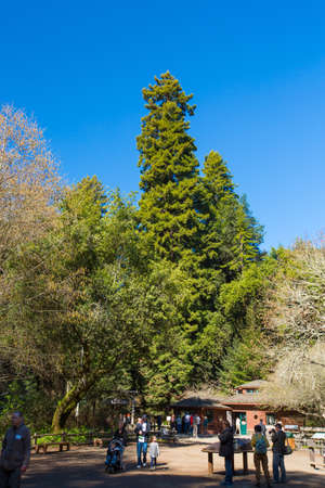 USA,The Redwoodsのeditorial素材