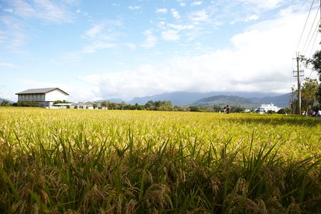 Brunswick Avenueのeditorial素材