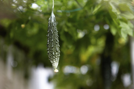 Minatogawa Foreigner, Residential Area, Japanの写真素材
