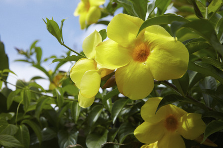 Minatogawa Foreigner, Residential Area, Japanの写真素材