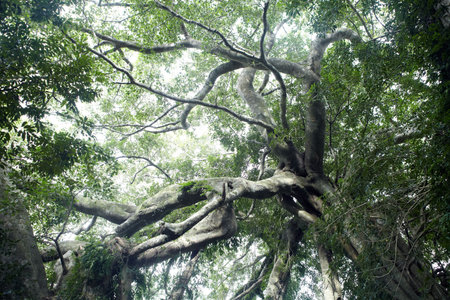 Luan mountain forest museum