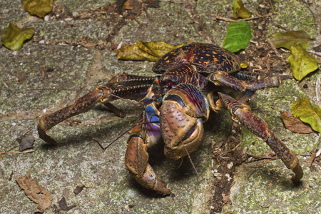 Kurimajima, Night Ecology, Japanの写真素材