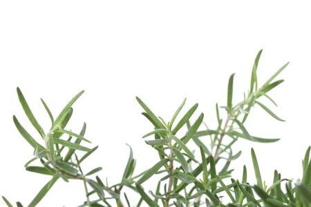 beautiful flowerの写真素材