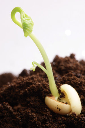 Germinatingの写真素材