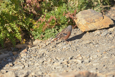 Bird in Syue Mountain