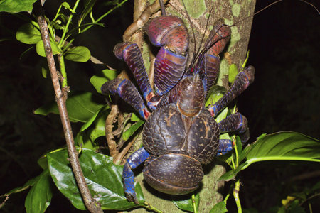 Kurimajima, Night Ecology, Japanの写真素材