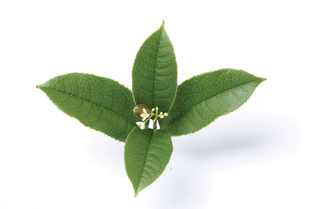 beautiful flower