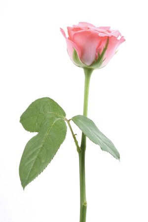 beautiful flowerの写真素材