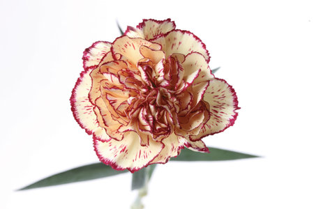 beautiful flowerの写真素材