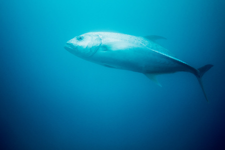 Guam, underwaterの写真素材