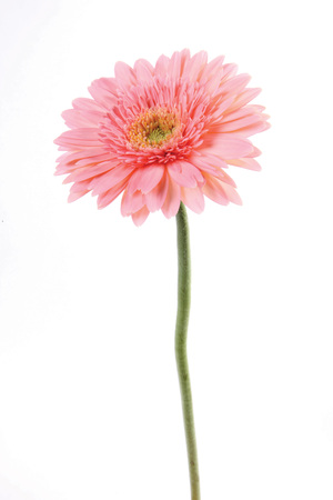 beautiful flowerの写真素材