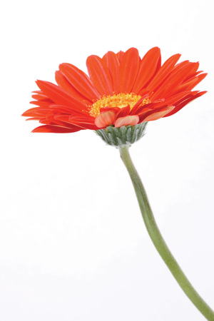 beautiful flowerの写真素材