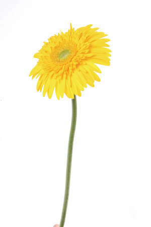 beautiful flowerの写真素材