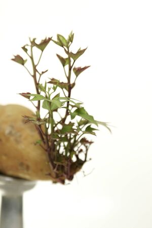 plantの写真素材