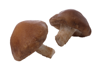 Mushrooms の写真素材