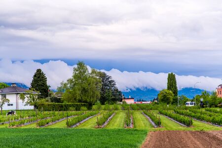 plantation field, Switzerlandのeditorial素材