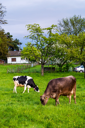 cow eating grassのeditorial素材