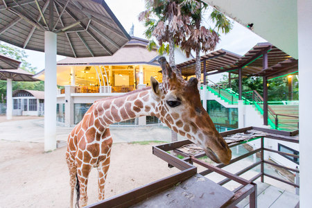 zoo at Thai Chiang Mai,のeditorial素材