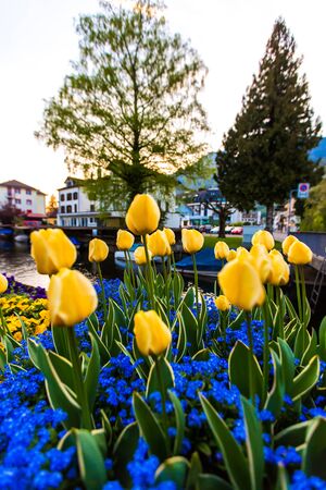 tulips at Brunnen, Switzerlandの写真素材