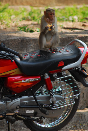 monkey on motorcycle in Alagarkoil Temple