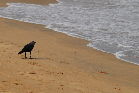 Marina Beachの写真素材