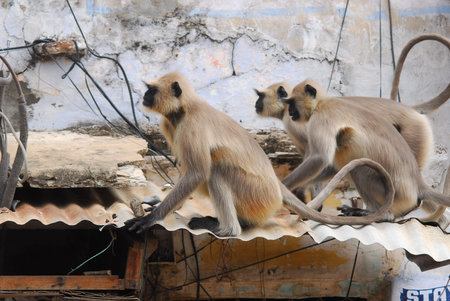 Close up view of monkeysの写真素材