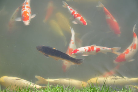 Korakuen,Japanの写真素材