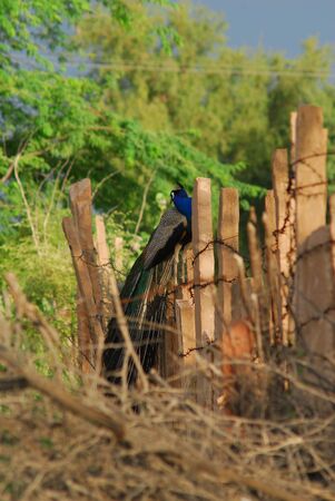 peafowl on the roadの写真素材