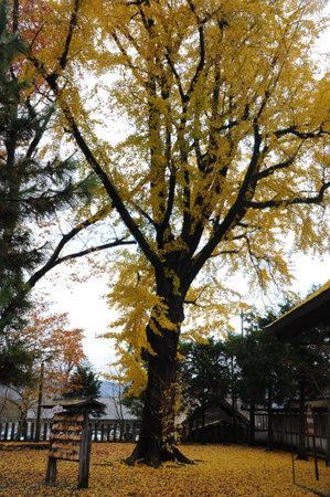 Aso Shrine,Japanのeditorial素材
