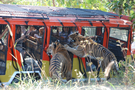 Zoobic Safari, Philippines