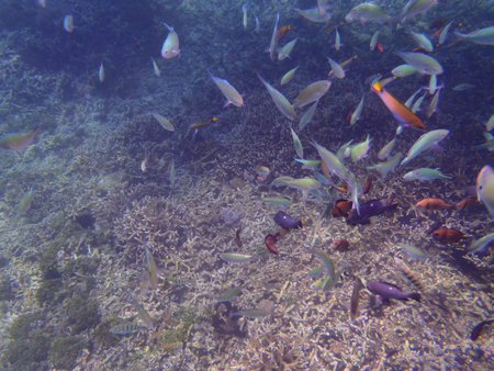 fishes undersea