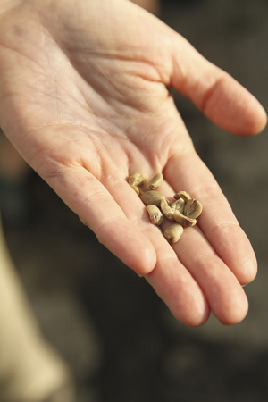 coffee beanの写真素材