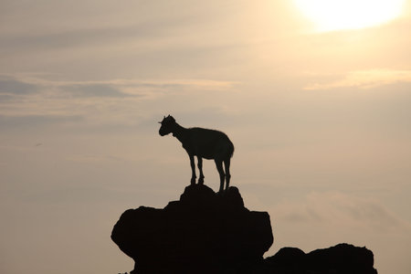 sheepの写真素材