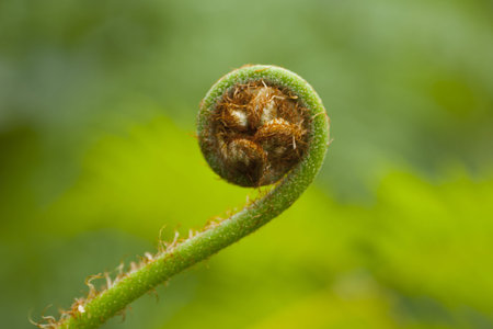fern