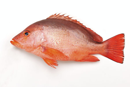 Lutjanus erythropteruson the white background