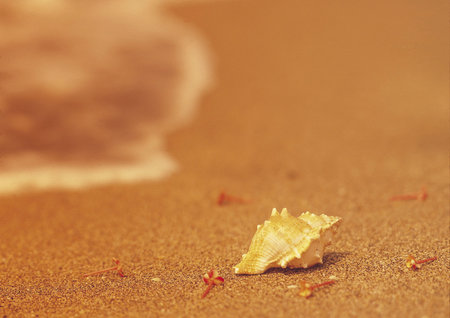 shell on beach
