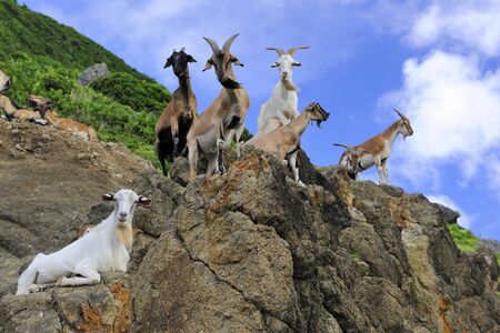 Goats stand on the rock looking at the camera in Lanyu islandの写真素材