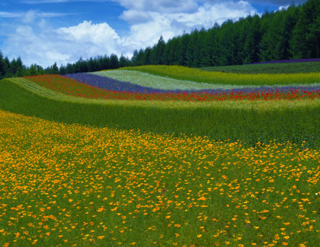 flowers sea Hokkaido Japanの写真素材
