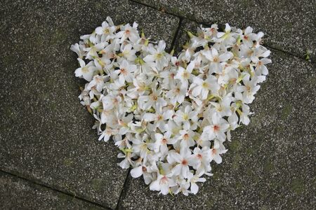 Tung flower with heart shape on the groundの写真素材